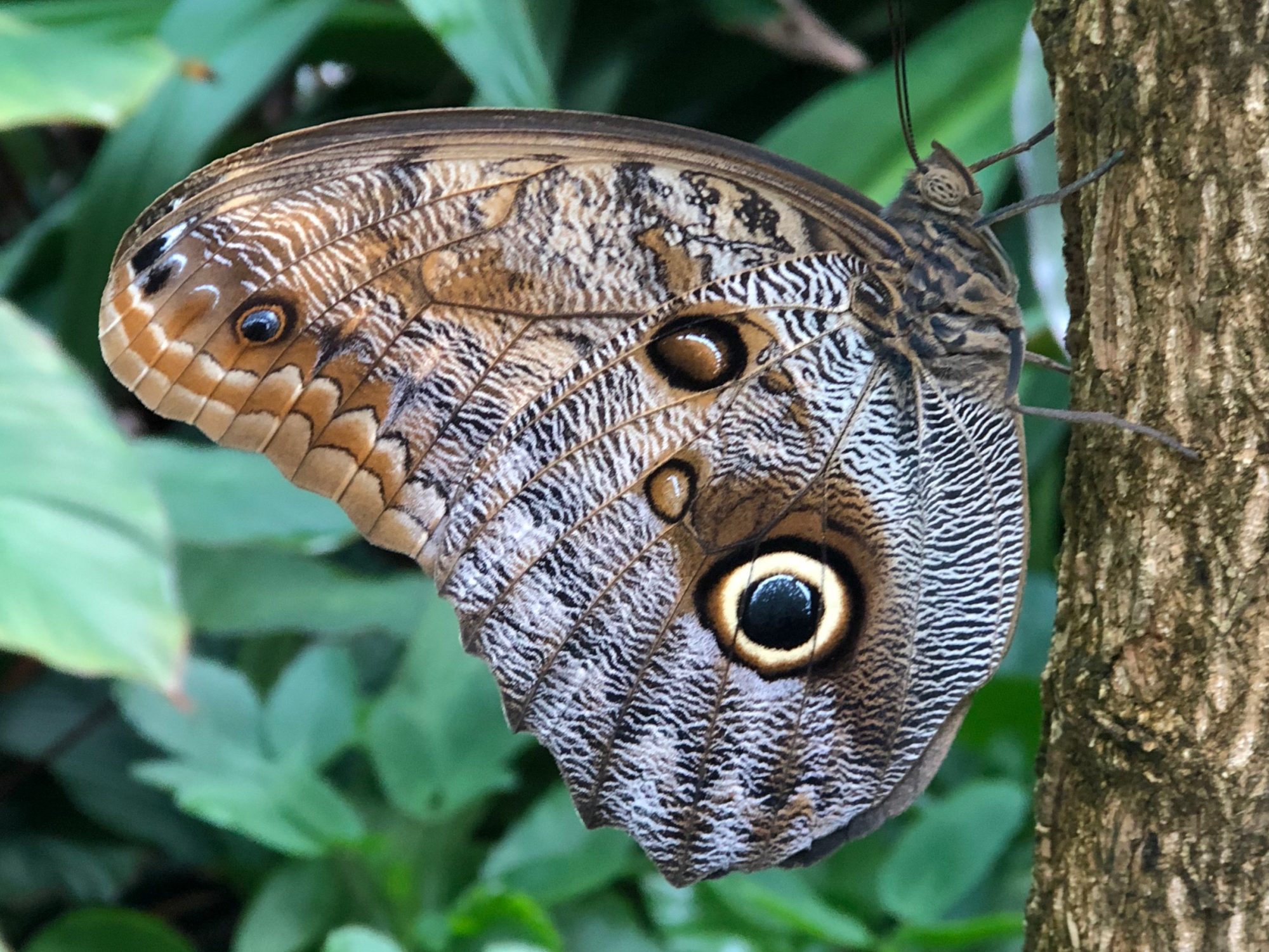 An owl butterfly resting on a tree trunk.