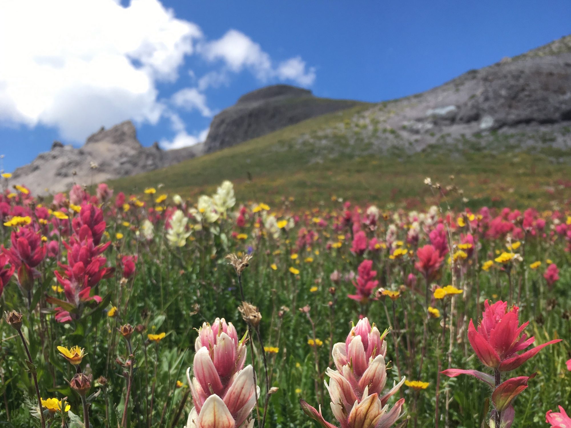 Alpine wildflowers blooming in a mountain meadow.
