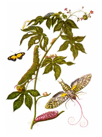 Maria Sibylla Merian's natural-history illustration of Surinam insects and plants.