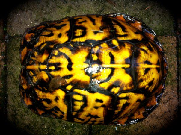 A turtle shell.