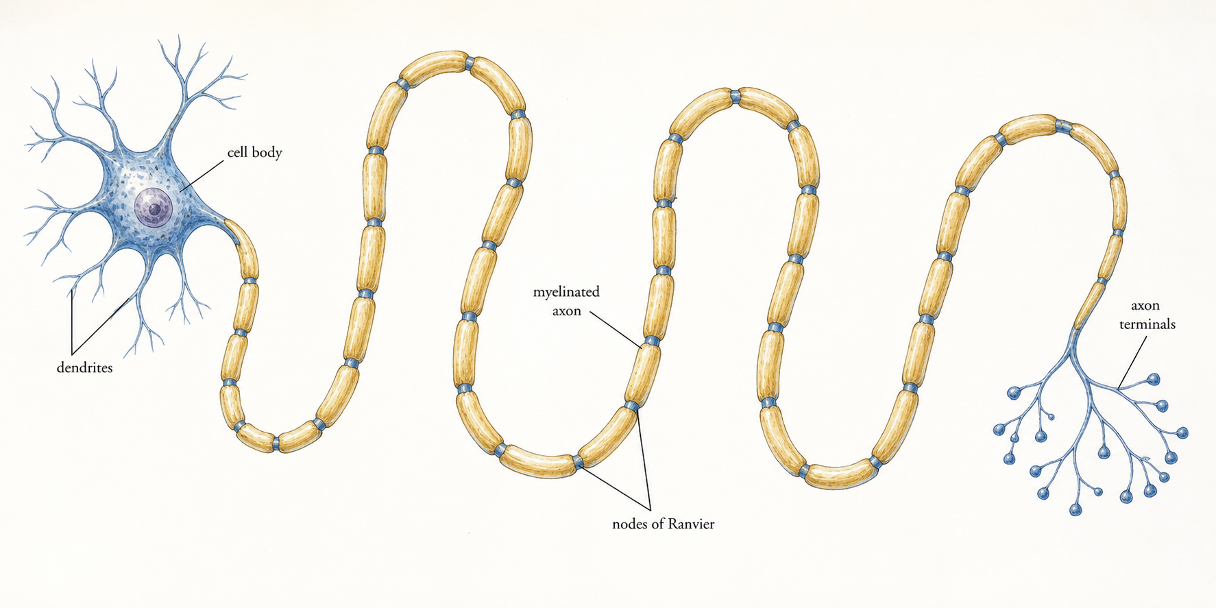 Generated illustration of a motoneuron with a long myelinated axon winding across the page.